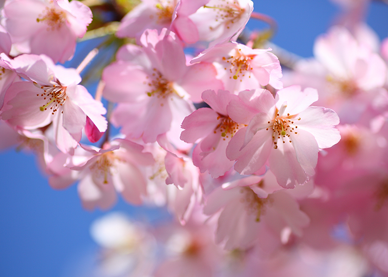 fiori di ciliegio significato e simbologia