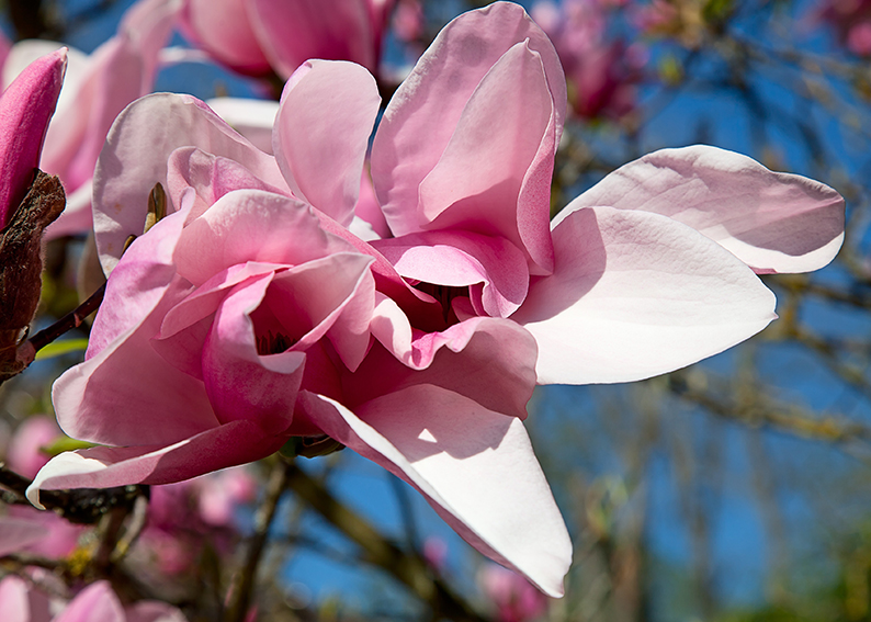 magnolia significato e simbologia