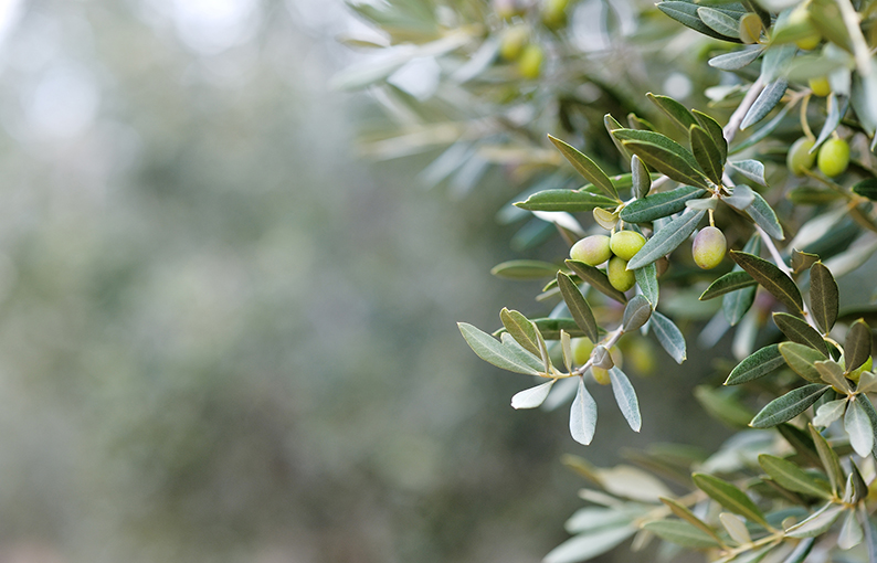 olive proprietà e benefici