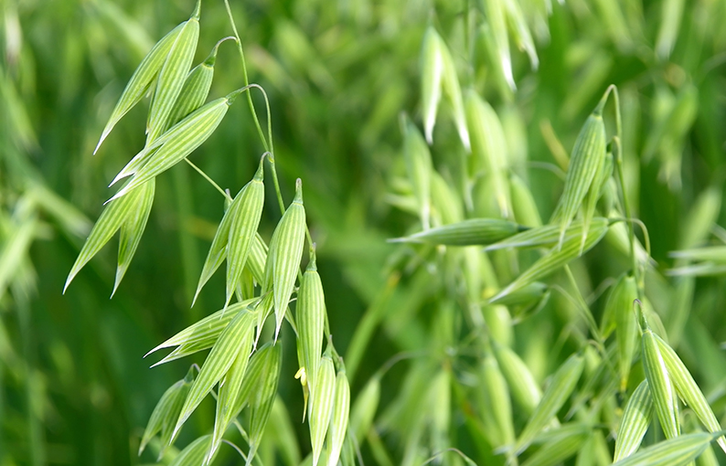 wild oat proprietà e benefici