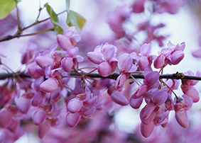 albero di giuda albero di giuda