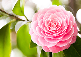 camelia