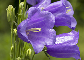 campanula