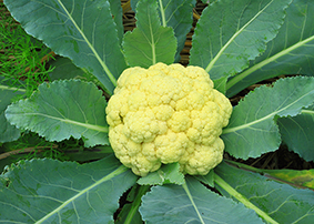 cavolfiore