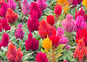 celosia