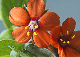 centonchio mordigallina