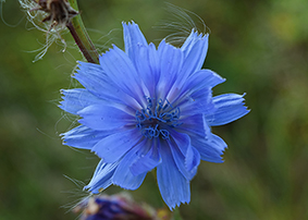 cicoria