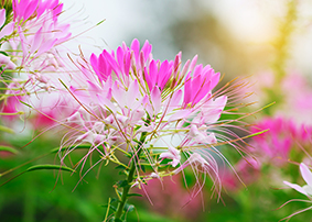 cleome