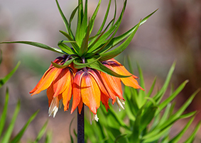 corona imperiale fritillaria