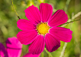 cosmea