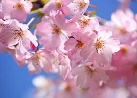 fiori di ciliegio