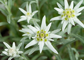 stella alpina stella alpina