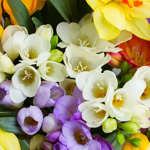 Come coltivare i fiori Come coltivare i fiori