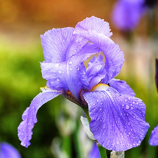 Come coltivare l'Iris