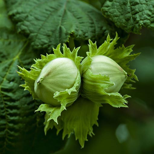 Nocciolo Zodiaco Celtico Nocciolo Zodiaco Celtico